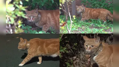 TV Animal Farm, Rescue Operation for Stray Cat with Neck Stuck in Glass Bottle… Airing Sunday at 9:30 AM