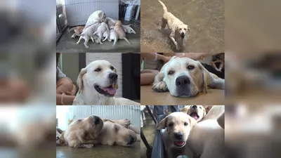 Retriever Mar Escapes to the Sea, Leaving 10 Puppies Behind