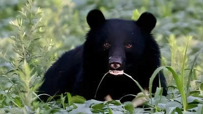 Japan's Bear Casualties Reach Record 238, Emergence of "village-dependent bear"