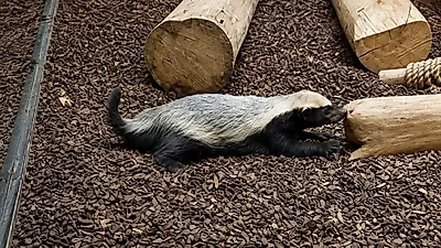TV Animal Farm, the first domestic reveal of a honey badger couple's chaotic adaptation to Korea