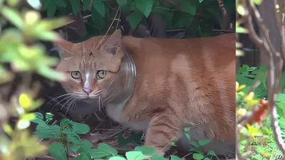 TV动物农场，营救脖子被玻璃瓶卡住的流浪猫……周日上午9点30分播出