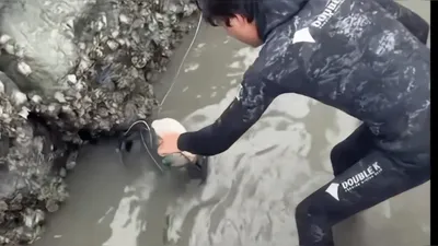 Yeosu fisherman rescues cat trapped in fishing trap amidst rising tide... questions how it entered