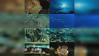 EBS 2-Part Series 'Miracle of Ocean Circulation' to Air on the 7th and 14th at 9:55 PM