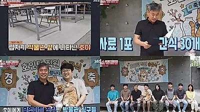 Yanggu White Porcelain Museum cat Hoya becomes a full-time employee after receiving one bag of food and 30 Churu treats