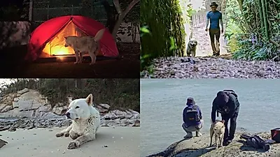 全羅南道・霊光の無人島ソガクシド、12年目も島を守る男性と犬のソムドリ