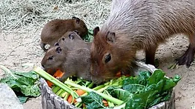 Protective father Dotom guards newborn capybara triplets during first outing