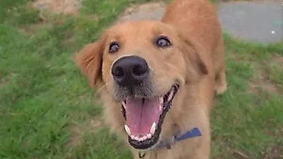 SBS TV Animal Farm: The Identity of the Golden Retriever Who Visits a Cat House Every Day